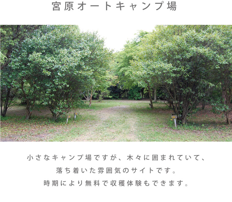 Forest_page02