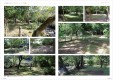 sagano_01